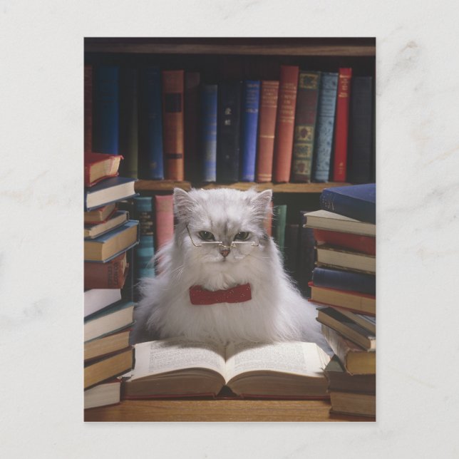 Smart-Abschluss-Katze Ankündigungspostkarte (Vorderseite)