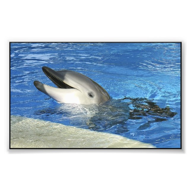 Smart Dolphin Fotodruck (Vorne)