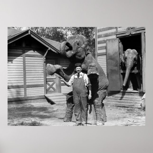 Smart Elephant Trick der 1910er Poster (Vorne)