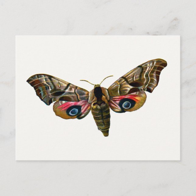 Smerinthus ocellata - Eyed Hawk-Moth - Color Image Postkarte (Vorderseite)