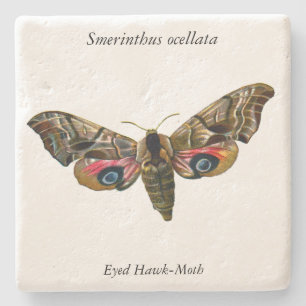 Smerinthus ocellata - Eyed Hawk-Moth - Color Image Steinuntersetzer