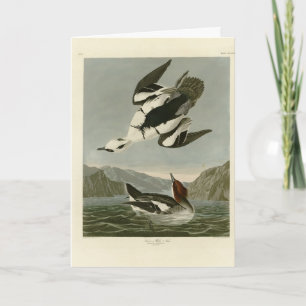 Smew oder White Nun, von Audubons Vögeln Amerikas Karte