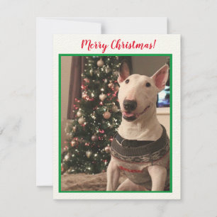 Smilch Bull Terrier Weihnachtskarte