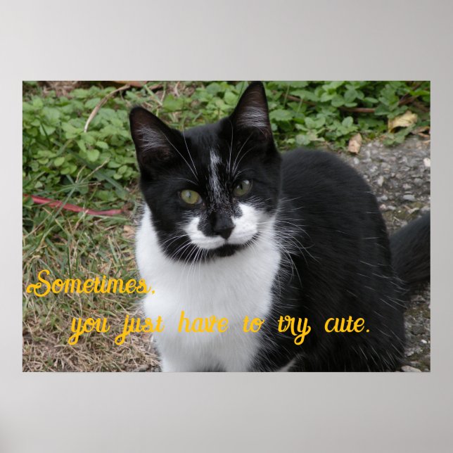 Smiler says- Sometimes, you just have to try cute. Poster (Vorne)