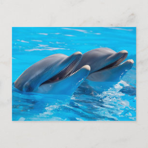 Smiling Dolphins Postkarte