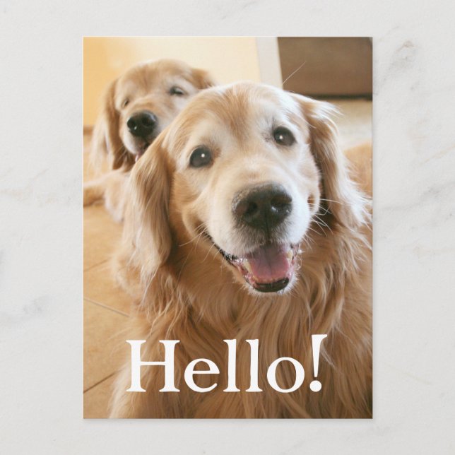 Smiling Golden Retriever Postkarte (Vorderseite)