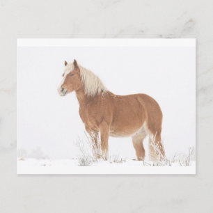 Smiling Palomino Horse in the Snow Postkarte