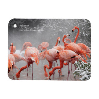 Smithsonian | Flamingos im Schnee Magnet