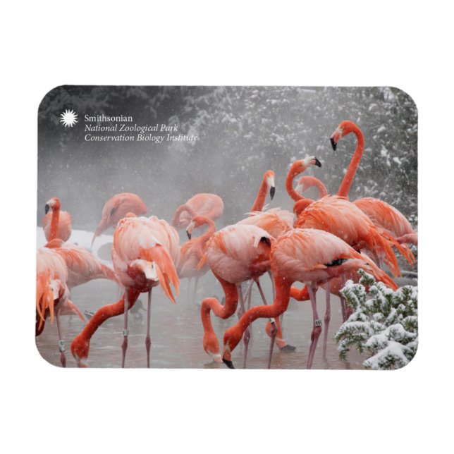 Smithsonian | Flamingos im Schnee Magnet (Horizontal)