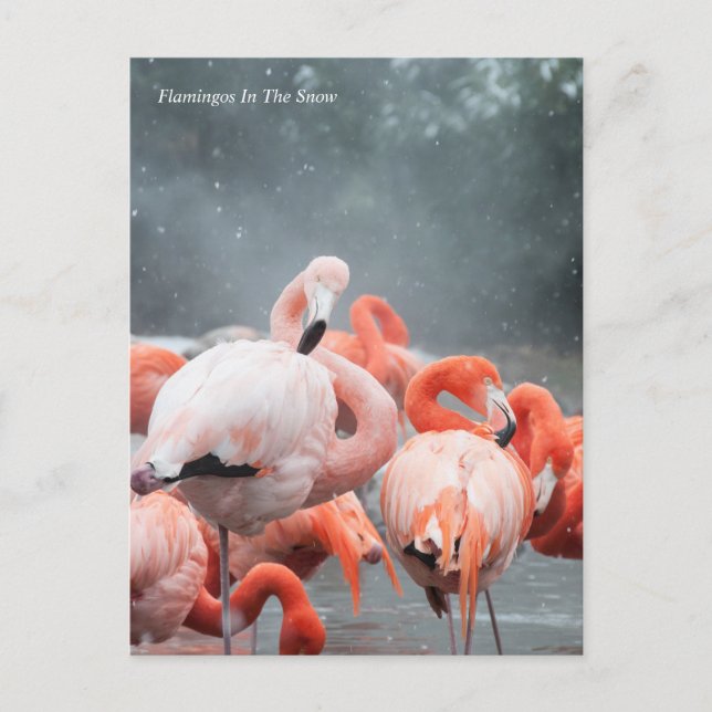 Smithsonian | Flamingos im Schnee Postkarte (Vorderseite)