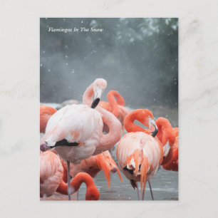 Smithsonian   Flamingos im Schnee Postkarte