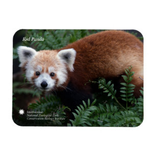 Smithsonian   Red Panda Magnet