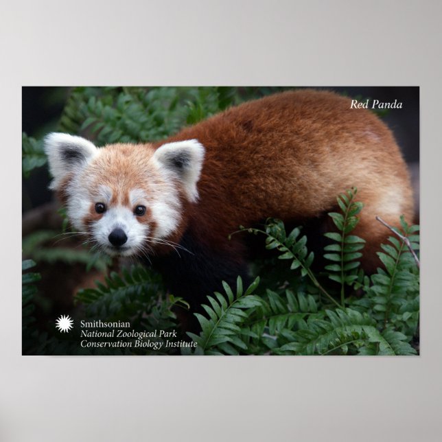 Smithsonian | Red Panda Poster (Vorne)