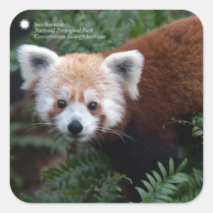 Smithsonian   Red Panda Quadratischer Aufkleber