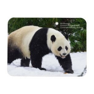 Smithsonian   Riesenpandas im Schnee Magnet