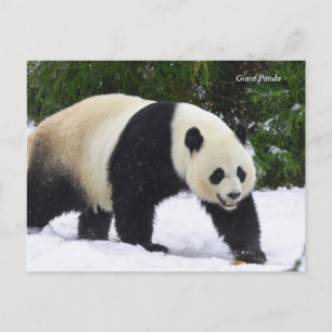 Smithsonian   Riesenpandas im Schnee Postkarte