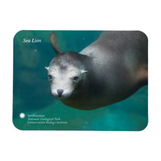 Smithsonian | Sea Lion Magnet