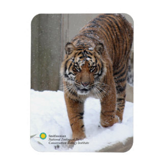 Smithsonian | Sumatran Tiger Damai Magnet