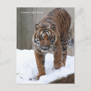 Smithsonian Sumatran Tiger Damai Postkarte