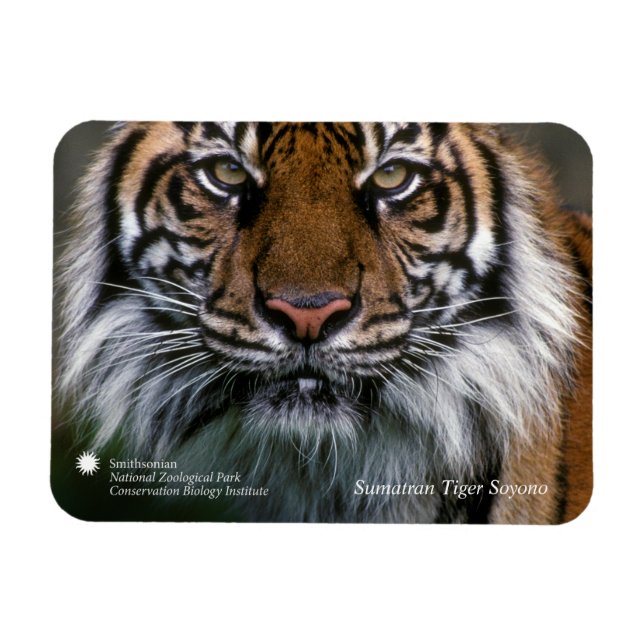 Smithsonian | Sumatran Tiger Soyono Magnet (Horizontal)