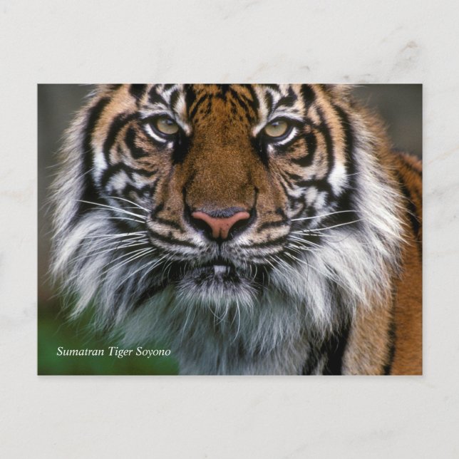 Smithsonian | Sumatran Tiger Soyono Postkarte (Vorderseite)