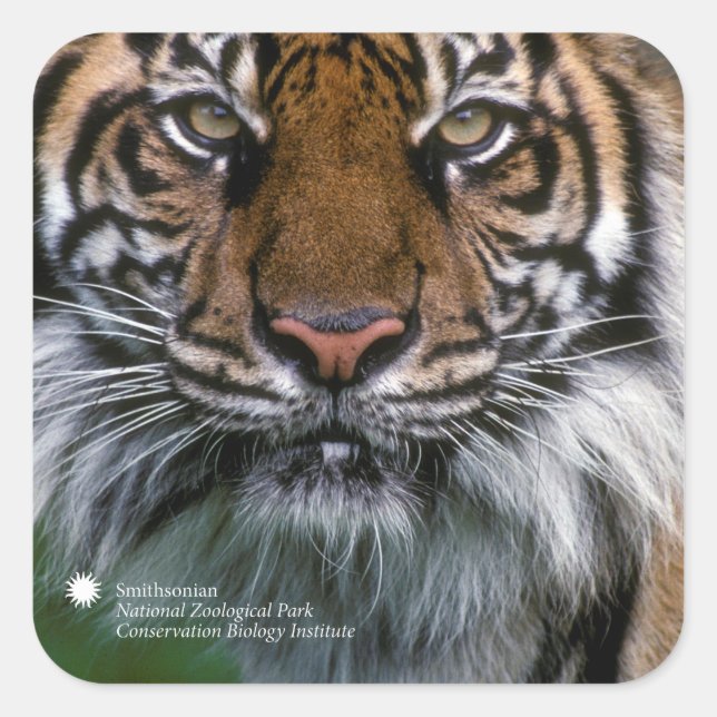 Smithsonian | Sumatran Tiger Soyono Quadratischer Aufkleber (Vorderseite)