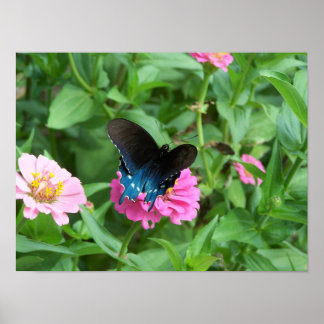 Smitty's Butterfly One Poster