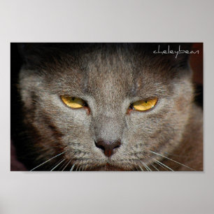Smokey das Katzenplakat Poster
