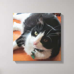 Smokey Die Katze Canvas drucken Leinwanddruck