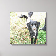 Smokey-Posen für Kamerasonden