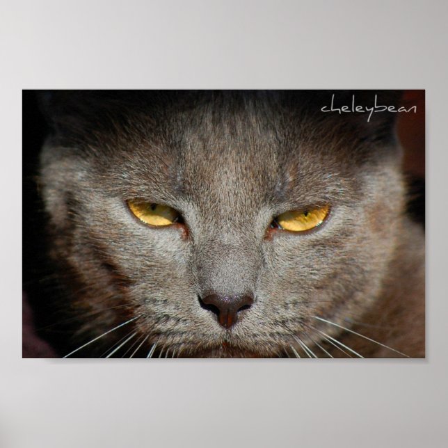Smokey the Cat Poster (Vorne)