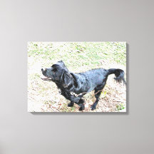 Smokey wartet auf einen Spaziergang