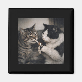 Smoking Cat Cigarette Kitten Funny Meme Stupid Magnet