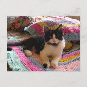 Smoking-Katze Niedlich mit hübschem Häkelteppich P Postkarte