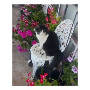 Smokingjacke Katze Marone Dunkelrosa Katzen und Bl Poster