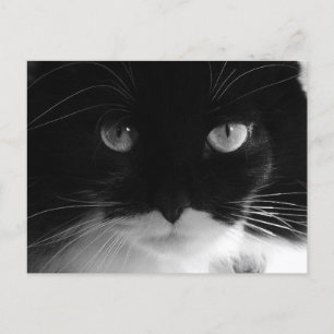 SMOKINGKATZENFOTO Postkarten