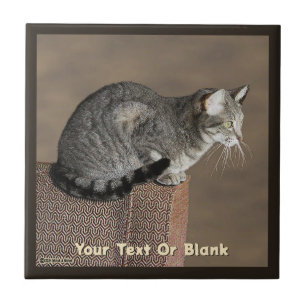 Smoky Gray Tabby Cat Fliese