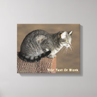 Smoky Gray Tabby Cat