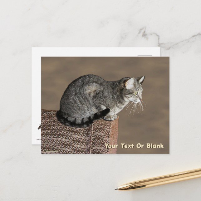 Smoky Gray Tabby Cat Postkarte (Vorderseite/Rückseite Beispiel)