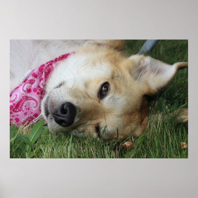 Smoochie Poster (Vorne)