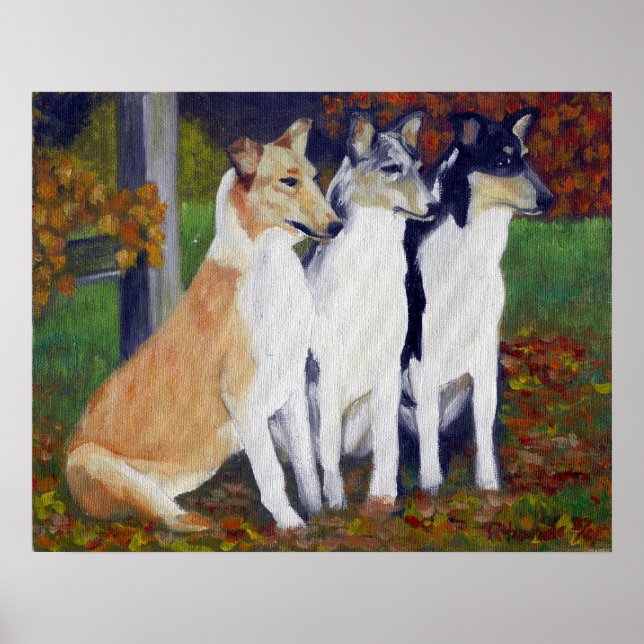 Smooth Collie Dog Portrait Poster (Vorne)