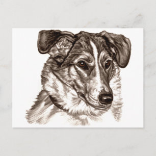 Smooth Collie Portrait Postkarte