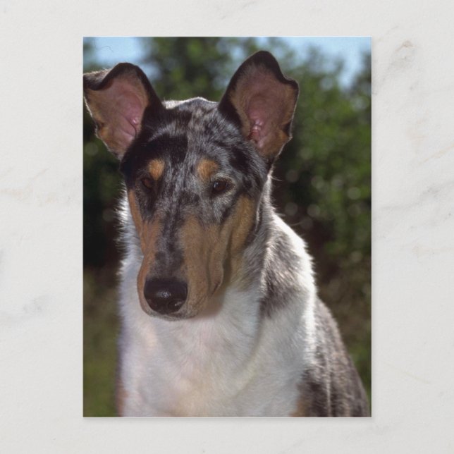 Smooth Collie Postkarte (Vorderseite)