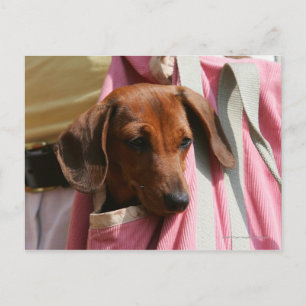 Smooth-haired Miniature Dachshund Puppy Postkarte