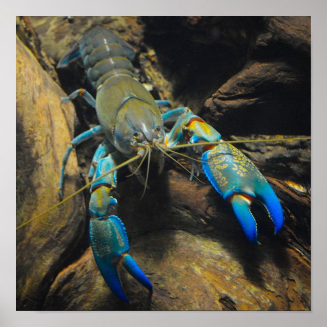 Smooth Yabby Poster (Vorne)