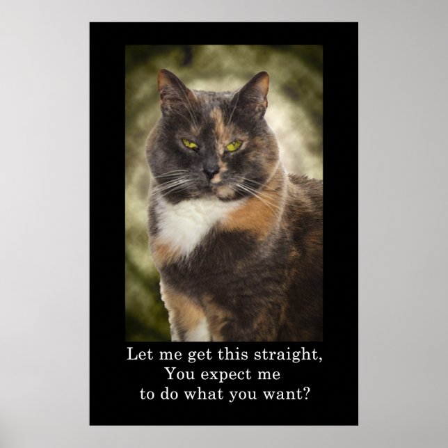 Smug Kitty - Was Will du? Poster (Vorne)