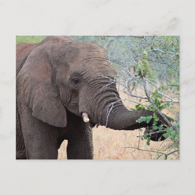 Snack Time - Elephant Postcard Postkarte (Vorderseite)