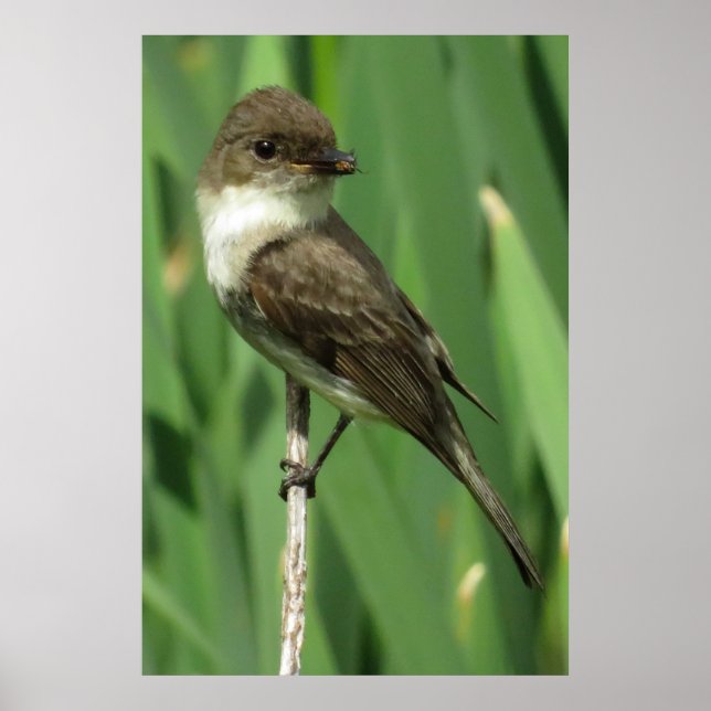 Snacking Poster (Vorne)