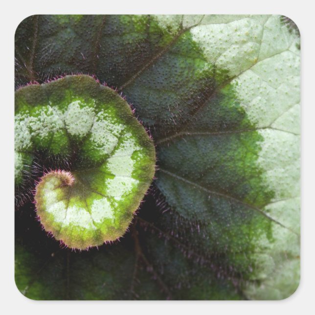 Snail Begonia Leaf Quadratischer Aufkleber (Vorderseite)