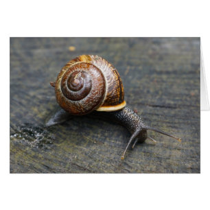 Snail Card - HAMbyWhiteGlove